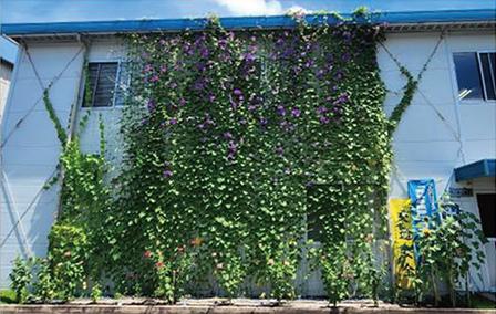 ▲緑のカーテンコンテスト